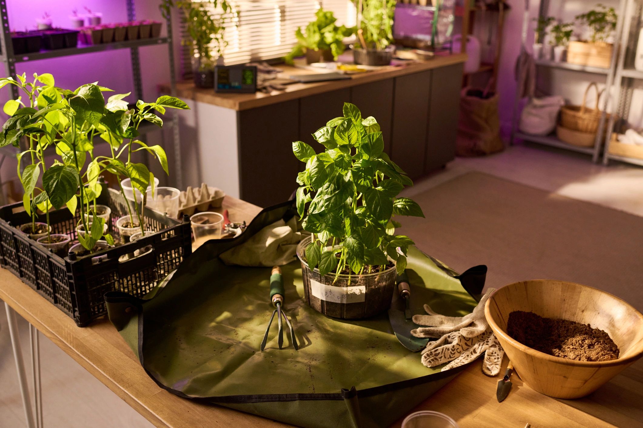 Herb seedlings growing in a home gardening workspace